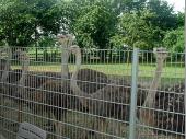 Die Strau&szlig;en-Farm bei Pocking war unser erster Haltepunkt an diesem Tag. Der Inhaber erkl&auml;rte uns interessantes &uuml;ber die exotischen Tiere.&nbsp;
