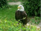 Majest&auml;tisch sieht der Wei&szlig;kopf-Seeadler aus. Neben ihm konnte man viele weitere V&ouml;gel in der Falknerei bewundern.&nbsp;