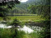 Die "schwimmenden Inseln" sind sicher nicht zum Betreten gedacht. Eine Besonderheit des Arbersees - hier kann sich Flora und Faune entfalten.   