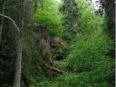 Die wilde und unber&uuml;hrte Sch&ouml;nheit des Waldes, rund um den Arbersee ist sehenswert. Hier wird der Wald wieder in seinen Urzustand zur&uuml;ck gef&uuml;hrt. 