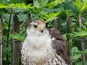 Gleich am Eingang konnte man einen jungen Falken begutachten. Auf dem Weg zur Vorführung kam man auch an einem Uhu und einem ausgewachsenen Steinadler vorbei. 