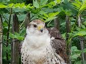 Gleich am Eingang konnte man einen jungen Falken begutachten. Auf dem Weg zur Vorf&uuml;hrung kam man auch an einem Uhu und einem ausgewachsenen Steinadler vorbei. 