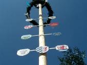 Der neue Maibaum der Grenzlandschützen wurde von Jakob Schref  sen. gestiftet. 