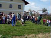 Unter der Beaufsichtigung wurde der Kinder-Maibaum auch von der Vereinsjugend aufgestellt. 