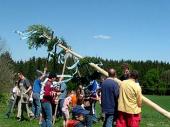 Mittlerweile ist es schon eine Tradition, dass die Jugend ihren eigenen Maibaum herrichtet und dann auch aufstellt. 