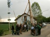 Je h&ouml;her der Baum stand, desto enger wurde es untern bei den Schwalben.