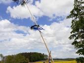 Bald ist es geschafft und der Maibaum 2020 steht in Steinbach. 