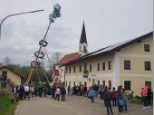 Alles in Position und Stück für Stück nach oben. Die Schwalben hatten dieses Mal weniger Schwierigkeiten den Baum zu halten, da er Trocken war. 