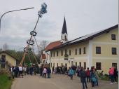Alles in Position und St&uuml;ck f&uuml;r St&uuml;ck nach oben. Die Schwalben hatten dieses Mal weniger Schwierigkeiten den Baum zu halten, da er Trocken war. 