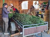 Die Daxen mussten aufbereitet werden, damit die Kr&auml;nze gebunden werden konnten.